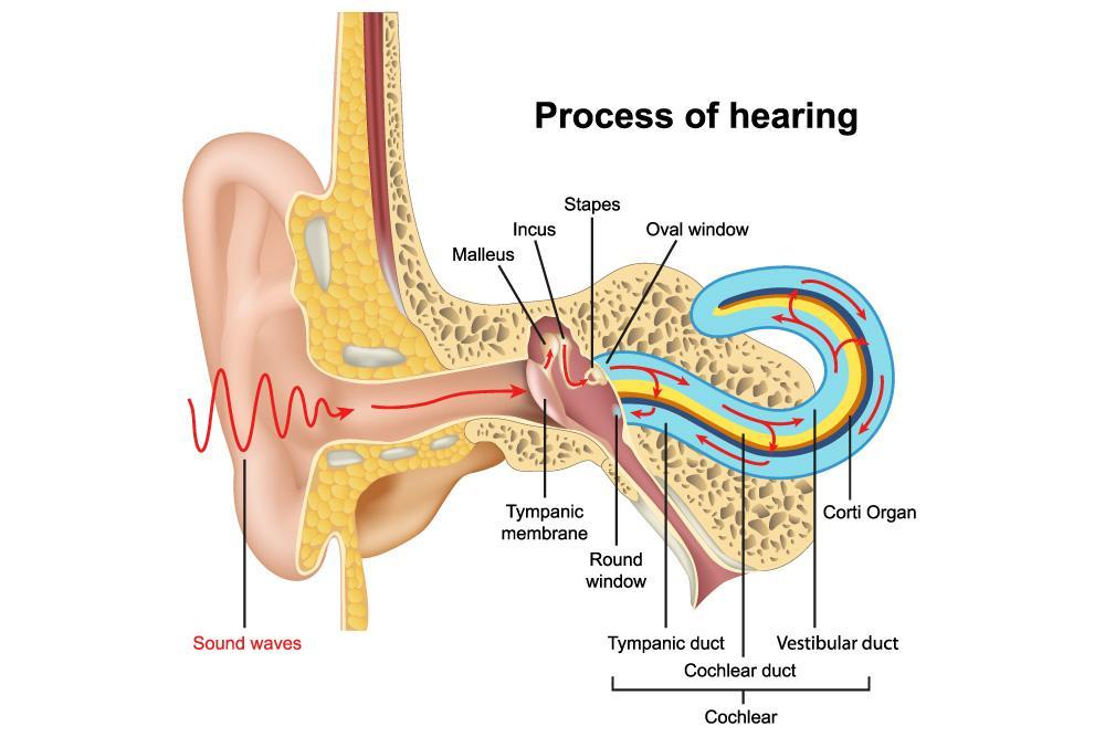 Process of hearing image