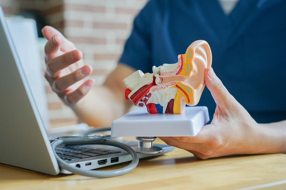 person holding ear model
