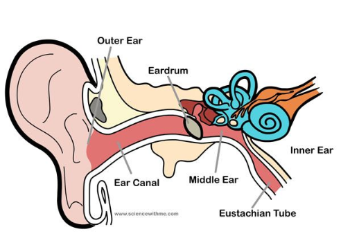 Eardrum.